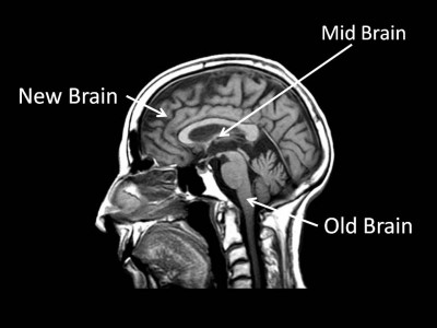 Áp dụng khoa học thần kinh vào việc đặt tên bài thuyết trình như thế nào?